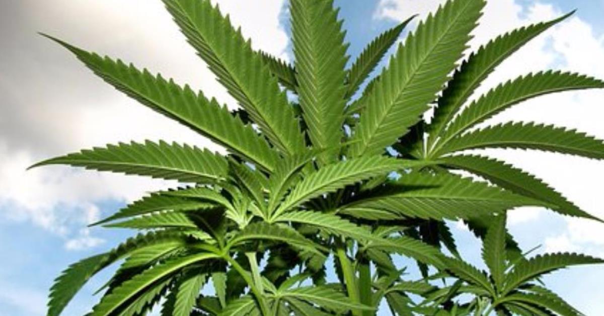 Hard Money Loans for Marijuana Banking In Colorado