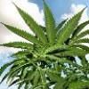 Hard Money Loans for Marijuana Banking In Colorado
